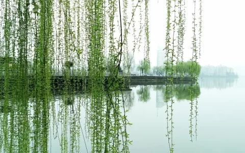 唐诗《咏柳》赏析