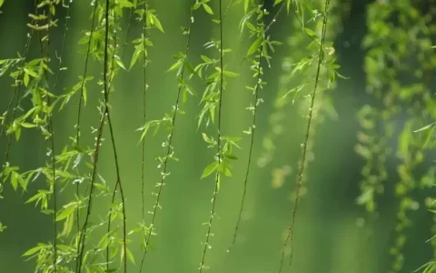 《春夜喜雨》赏析