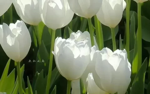 温柔到骨子里的治愈文案，希望能让你开心一点