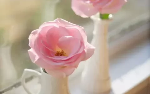 36句正能量励志文案句子