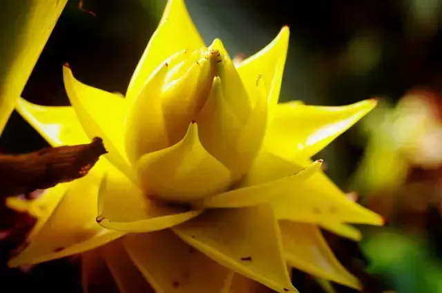 花期最长的花排名（常年开花的室内花卉）