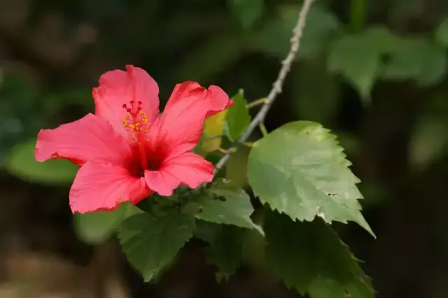 花期最长的花排名（常年开花的室内花卉）
