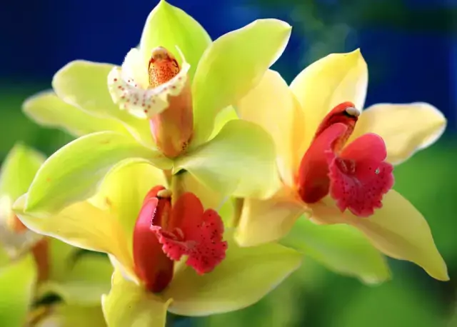 花期最长的花排名（常年开花的室内花卉）