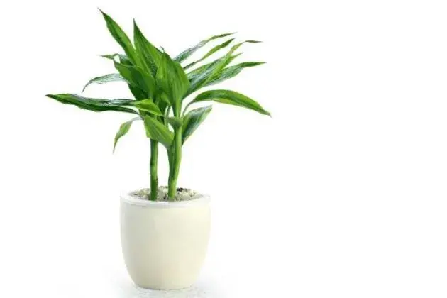 养富贵竹几支最旺财（关于富贵竹的寓意介绍）