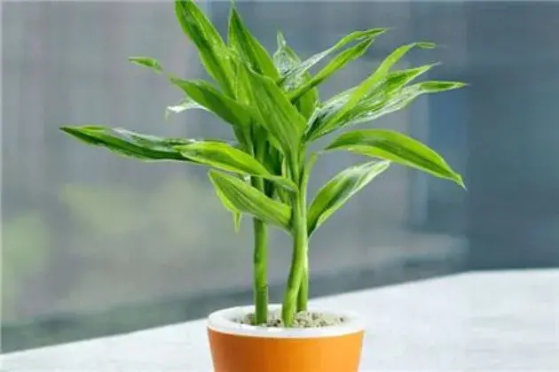 养富贵竹几支最旺财（关于富贵竹的寓意介绍）