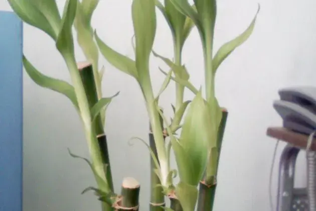 养富贵竹几支最旺财（关于富贵竹的寓意介绍）