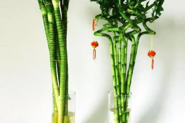 养富贵竹几支最旺财（关于富贵竹的寓意介绍）