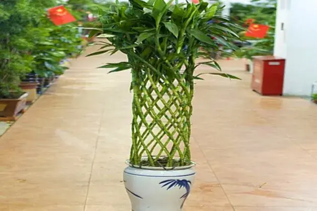 养富贵竹几支最旺财（关于富贵竹的寓意介绍）