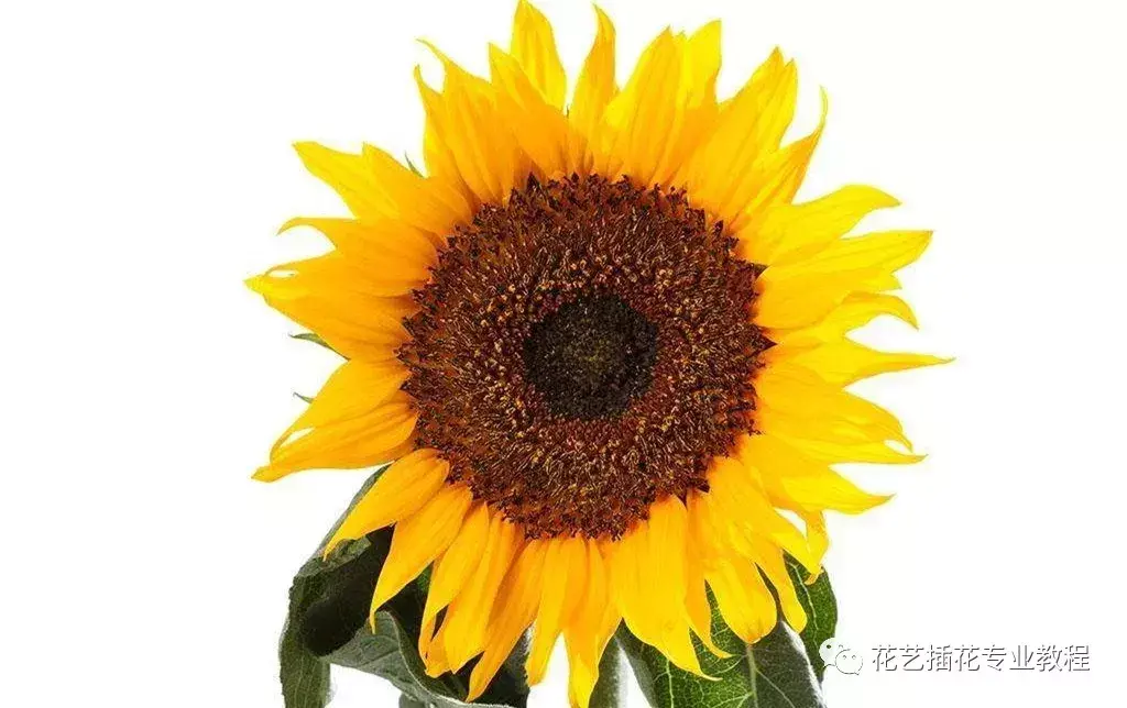 向日葵插花怎么养（详解向日葵养护要点）