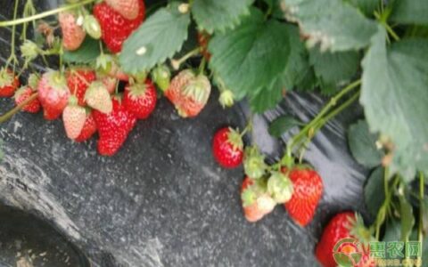 草莓发芽后怎么养护（发芽的草莓种子注意事项）