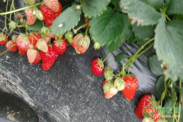 草莓发芽后怎么养护（发芽的草莓种子注意事项）