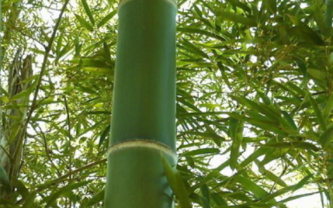 四季竹怎么养（四季竹的养殖方法和注意事项）