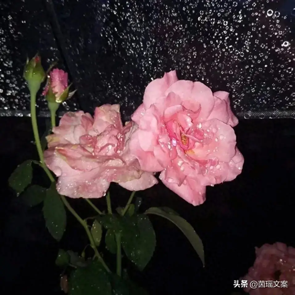 文案‖人间清醒的洒脱文案