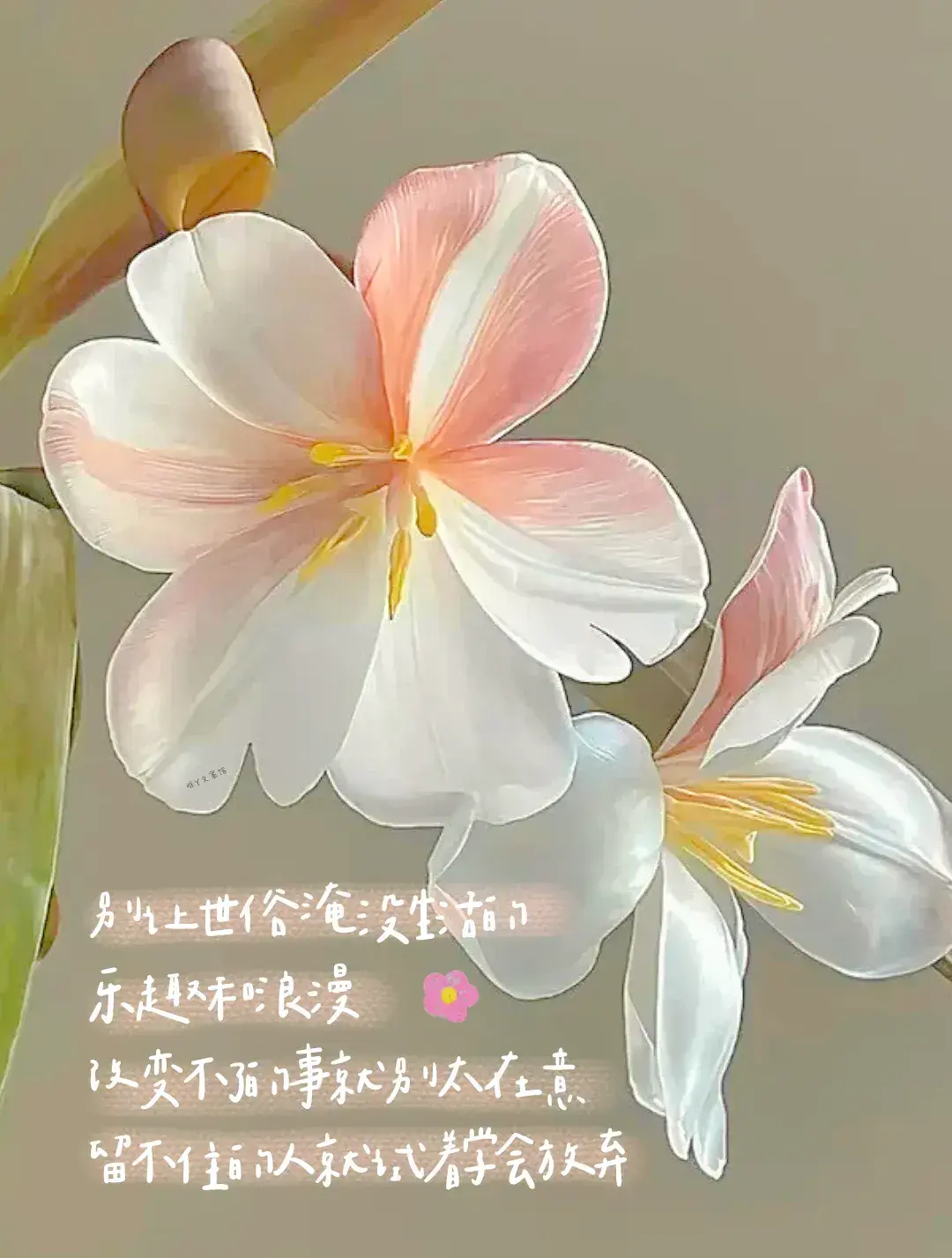 文案｜是一些很温柔又很有力量的句子，干净治愈