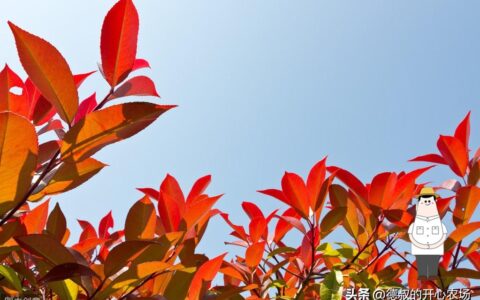 红叶石楠寓意及象征是什么（介绍红叶石楠品种）