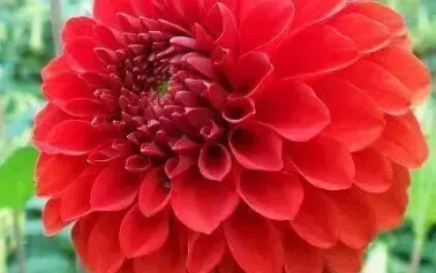 大丽花必买品种有哪些（关于大丽花球根的种植方法）