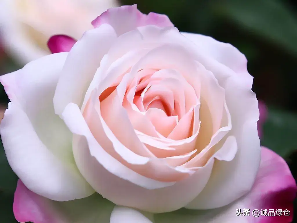 十大浓香勤花月季排名（香味最浓的月季花品种）