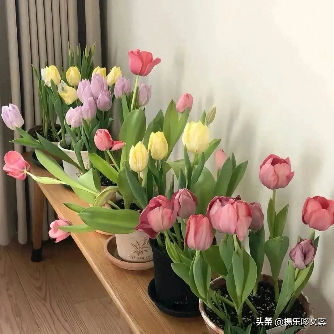 比水还干净的文案短句