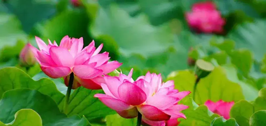 今日文案:在世间，属于自己的东西，只有自己的内心