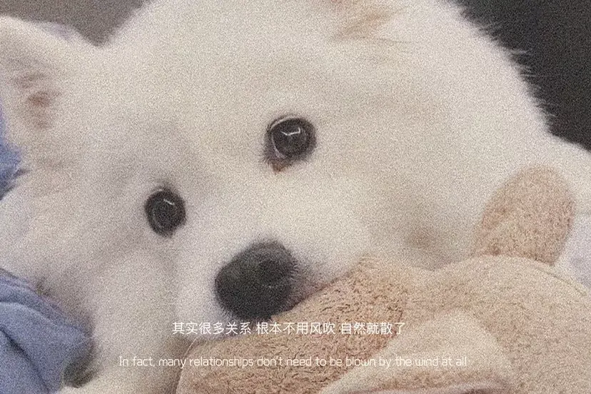 文案：我们之间最大的默契就是 我不找你你也不找我