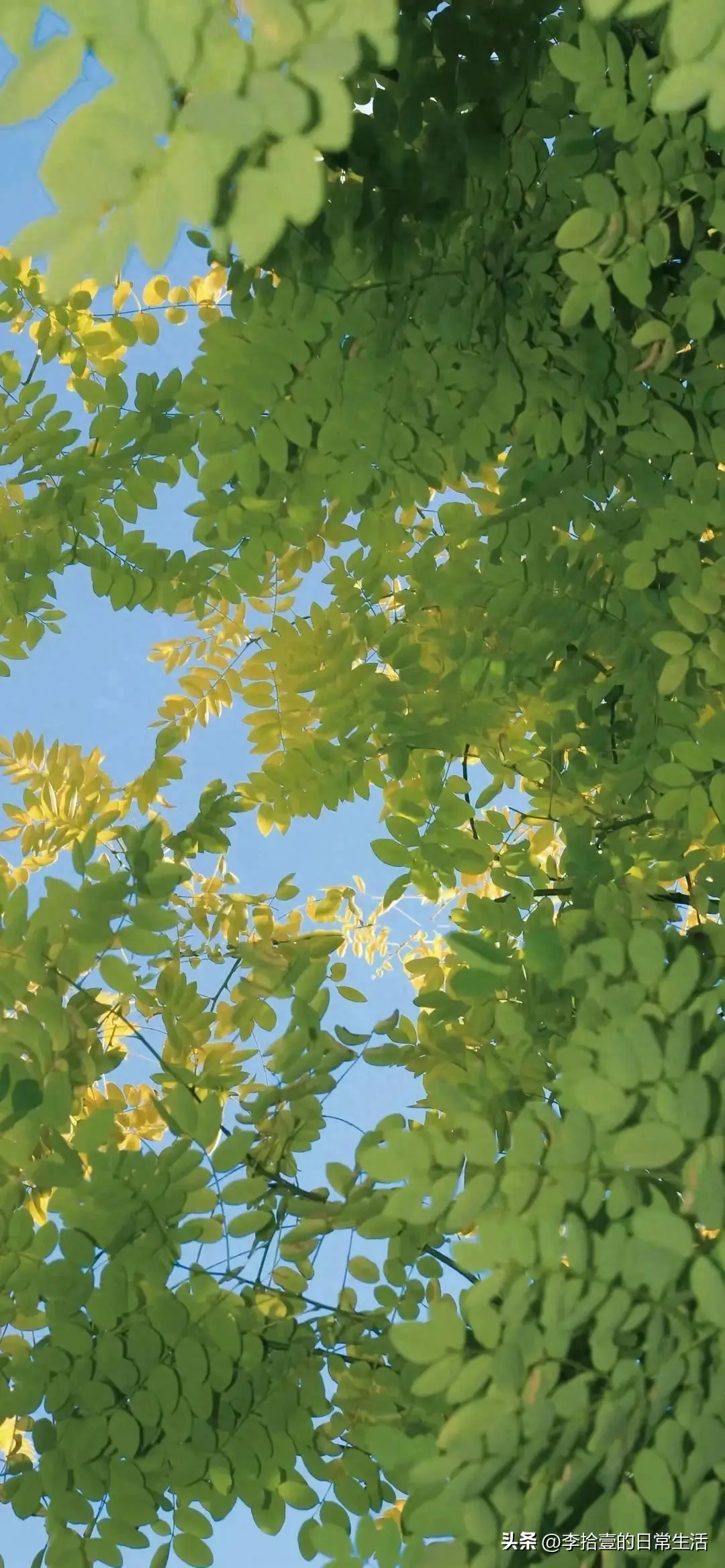 15句宝藏文案短句，一见倾心