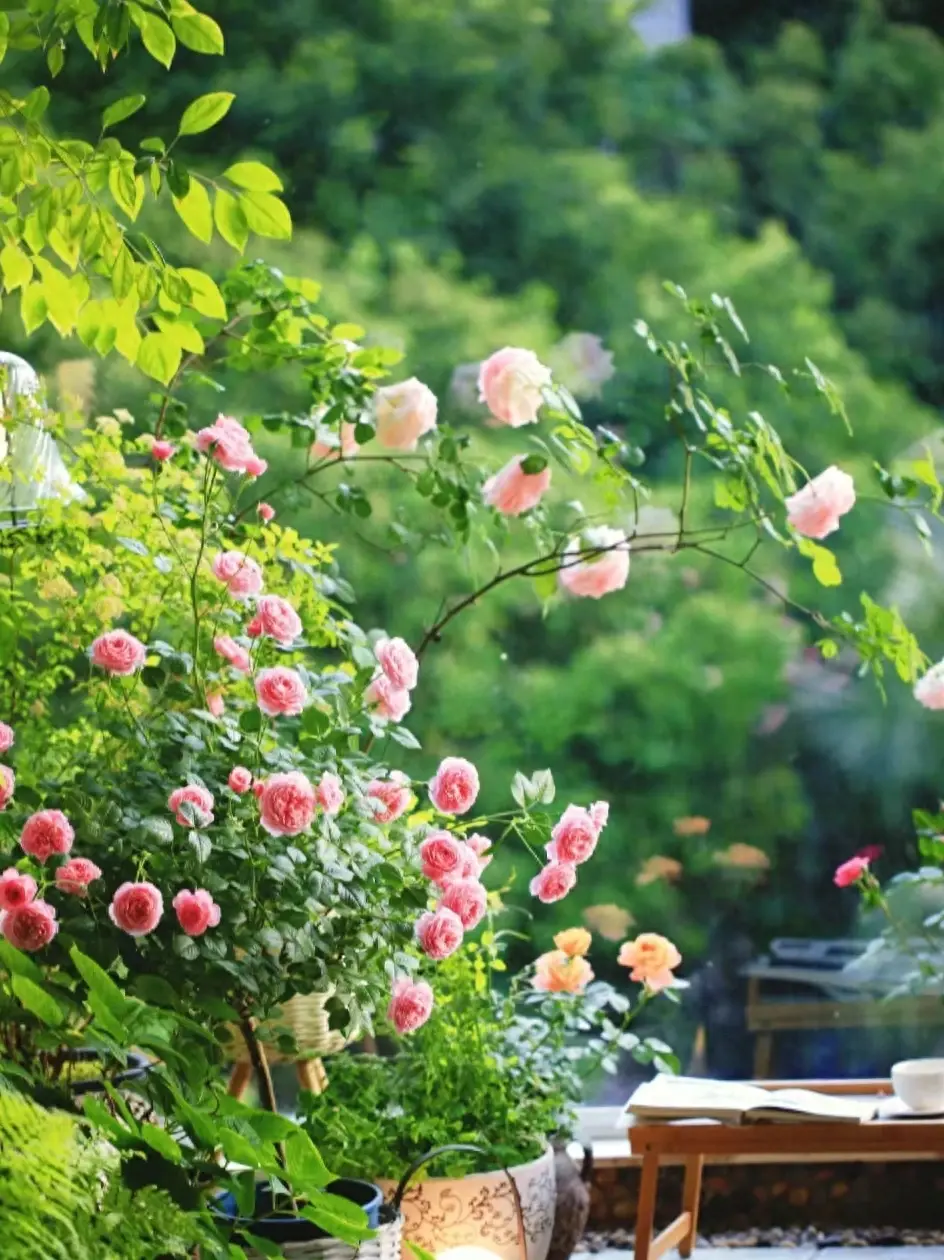 30句适合五月的诗意文案，愿所有的美好都如约而至