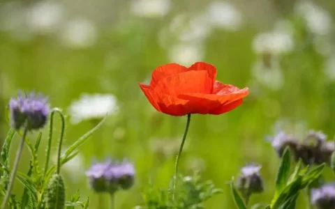 24句安静治愈的发圈文案